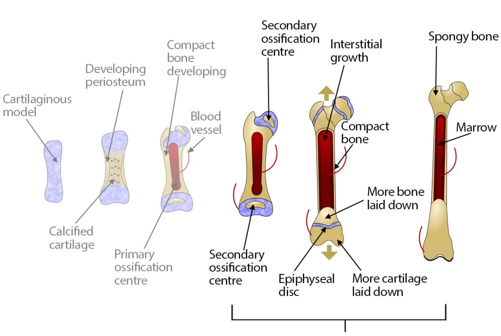 Secondary ossification - diagram showing visual representation of the text